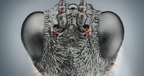 SERVICIOS DE FUMIGACION DE CHINCHES DE CAMA , CHINCHE DE CAMA , SOLUCION A LAS CHINCHES